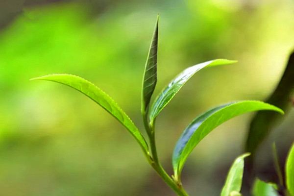 茶叶抗癌科学